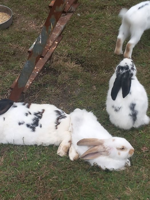 Перник продавам зайци порода пеперуда 6 на месеца