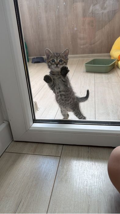 Отдам Котенка в добрые руки