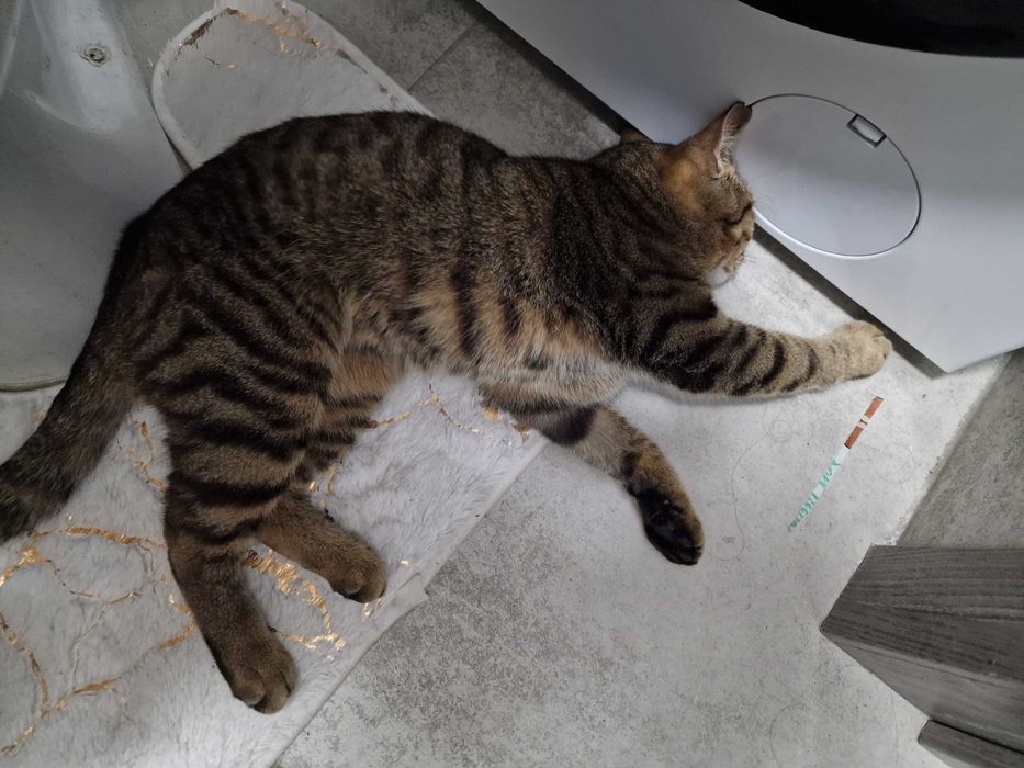 Кот в добрые руки