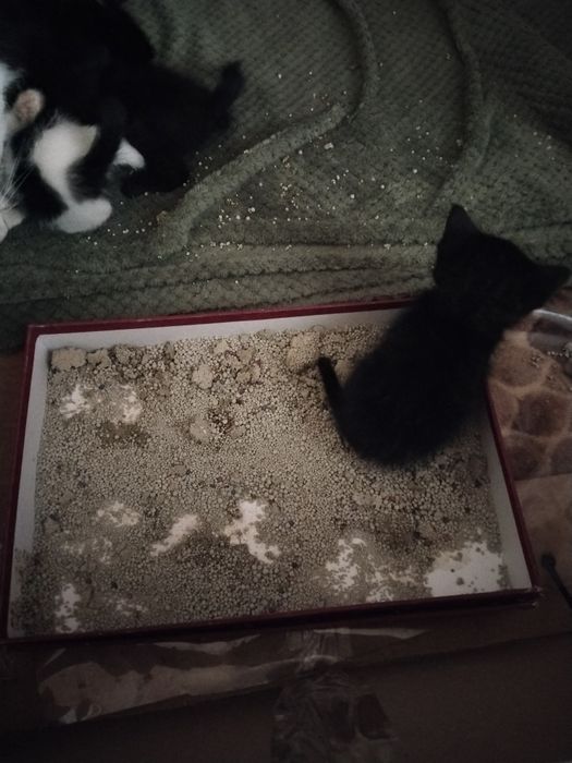 Отдам котят в хорошие руки