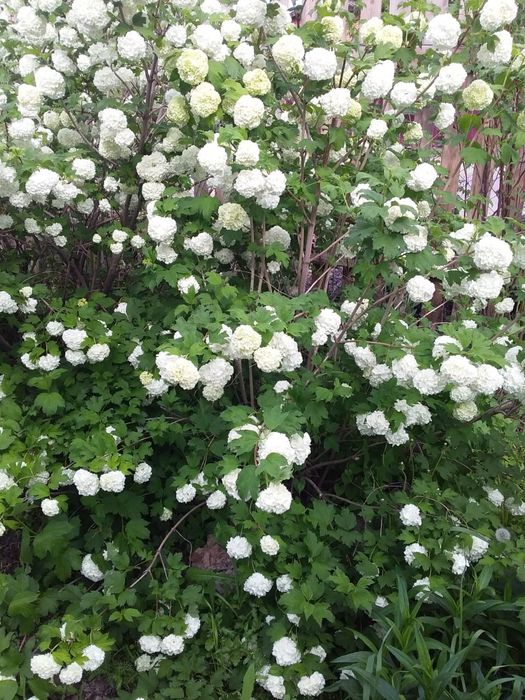 Калина Бюльденешь