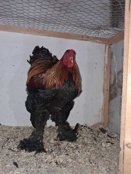 Cocosi brahma potarnichiu