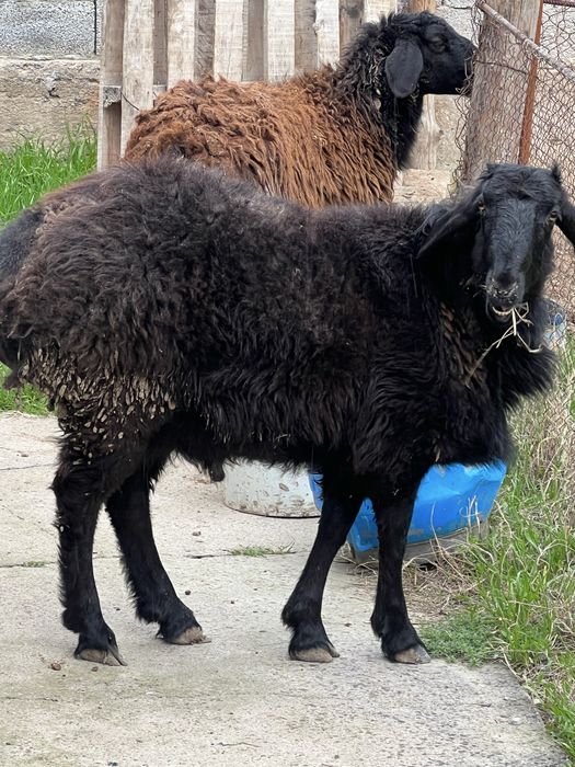 Қошқар сатылады бордақы