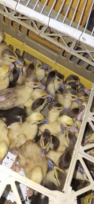 boboci rata romaneasca ,polare,lesesti