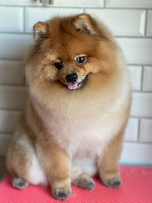 Померанский шпиц. Вязка