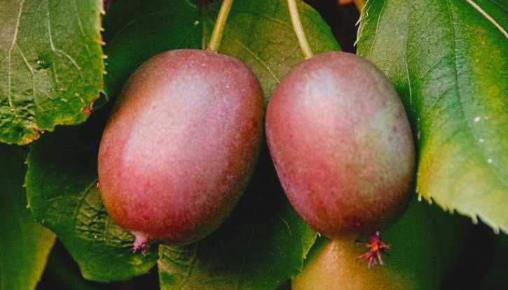 Червено киви - Налични 4 сорта Студоустойчиви