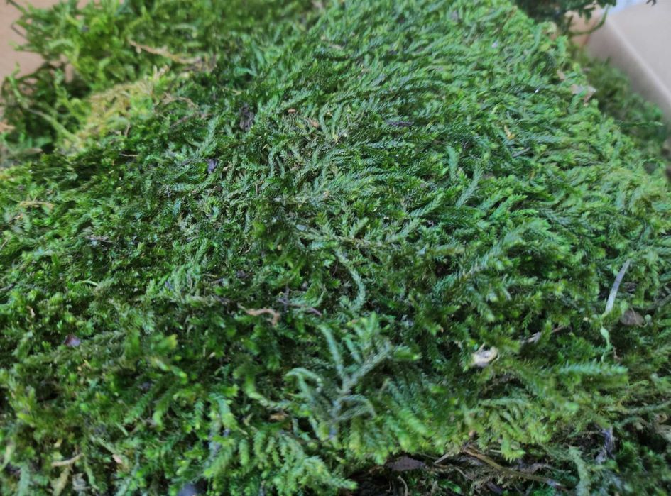Дълъг декоративен плосък стабилизиран скандинавски естествен мъх