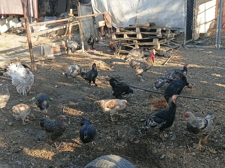Продам Куры и петухи