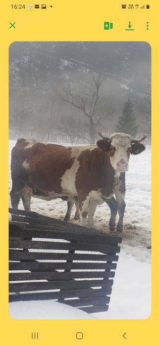 Vițea frumoasă de 7 luni