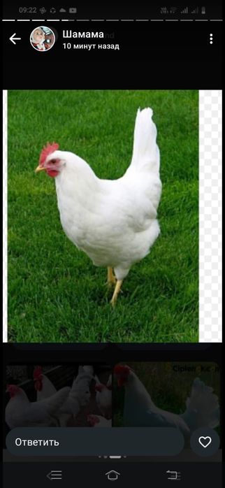 Куры нетушки оптом