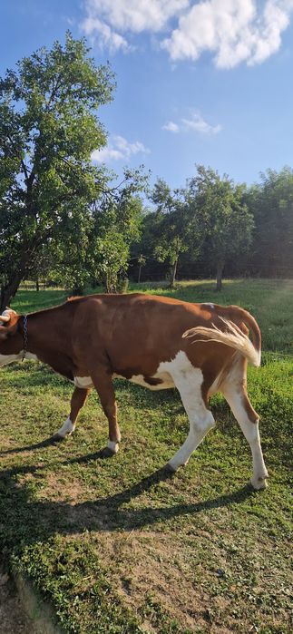 Vacă in vârstă de 4 ani