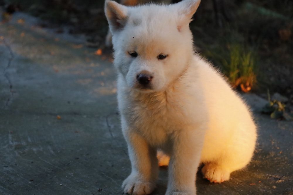 Pui de akita cauta o casuta noua