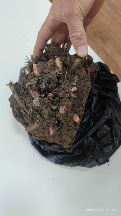 Продам кусты пионов