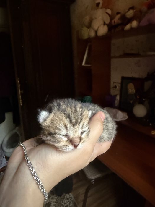 Чистокровные котята Turkish Angora × Scottish Fold