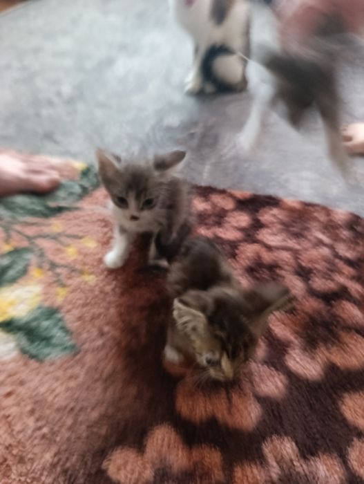 Отдам котят в добрые руки