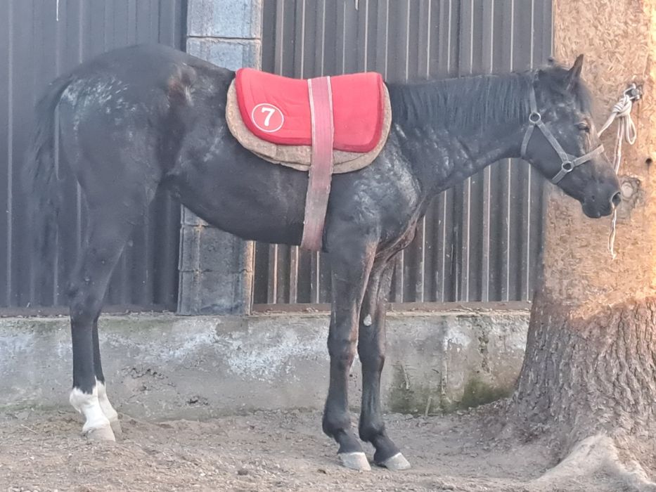 Продам  Кунан Ангыл Тай