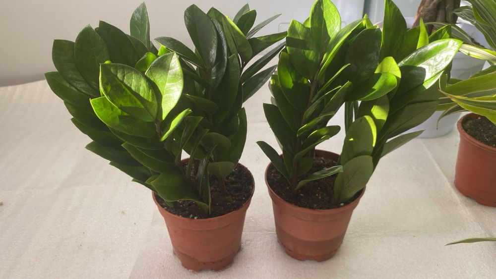 Комнатные цветы