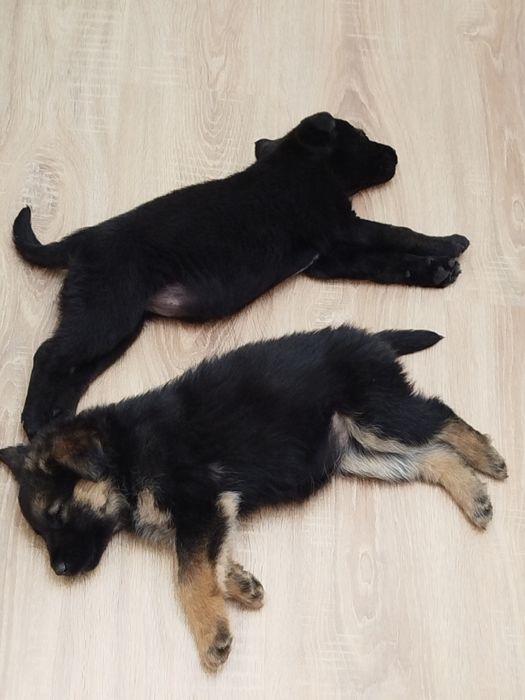 Щенята 1,5 месяца