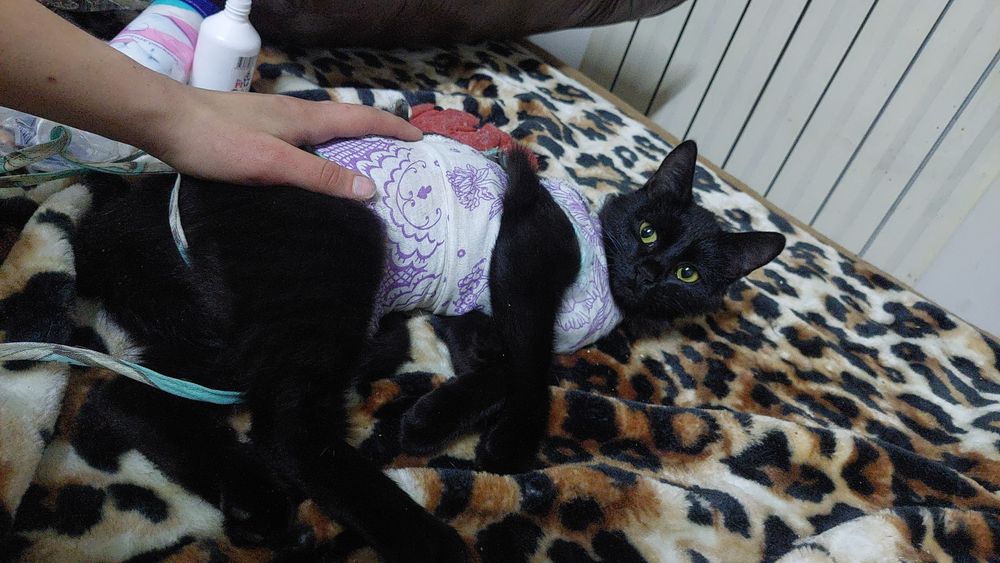 Кошка ищет семью и дом