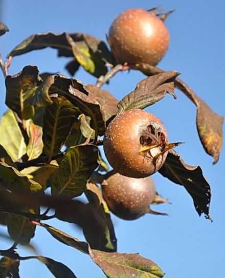 Vand fructe Mosmoane