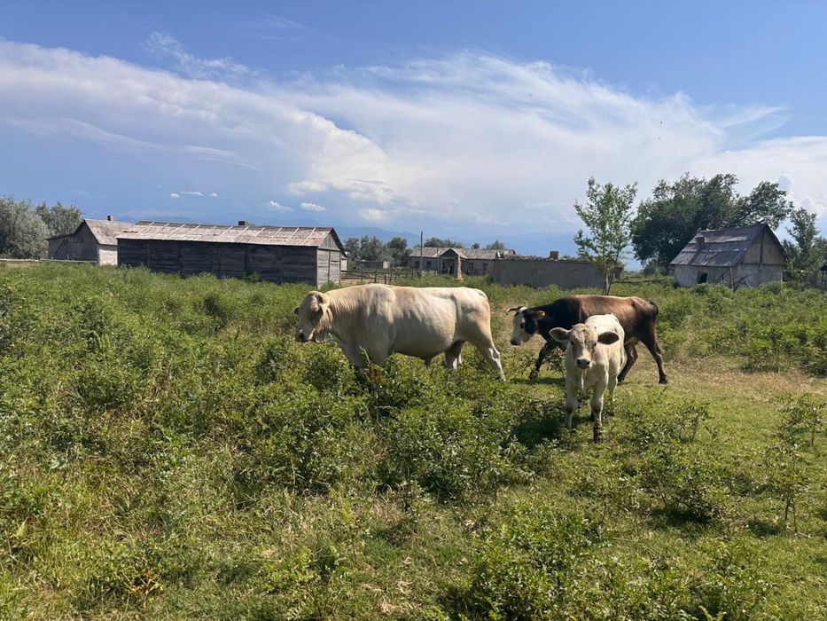 Бычкков продаю срочно