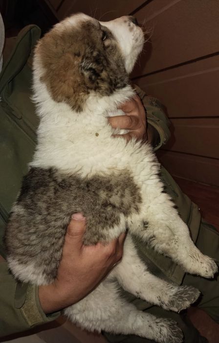 Күшік 2 айлық 50000