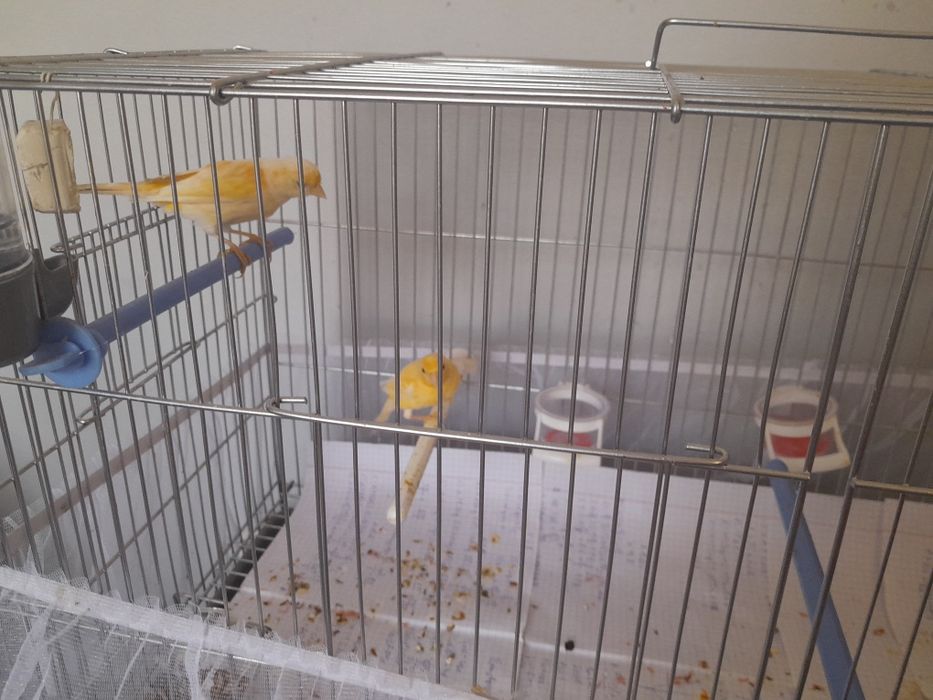 Продам канарейк молодые самсы