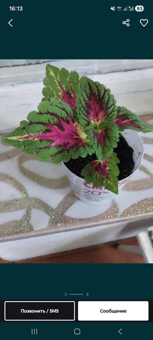 Продам комнатные цветы.