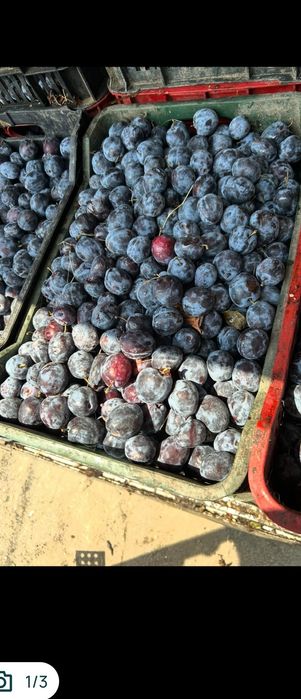 Vand prune regale de tuica