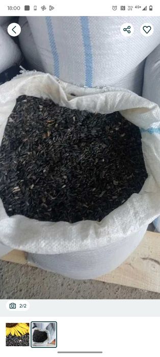 Floarea soarelui însăcuita