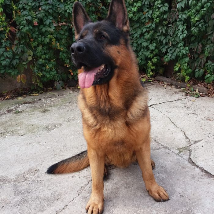 Pui ciobănesc german din părinți de excepție