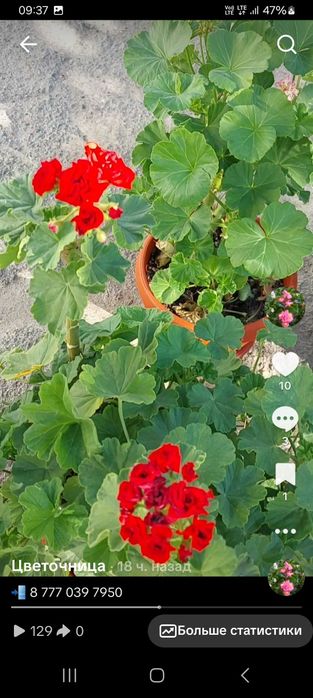 Продам Герань Пеларгония
