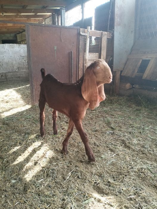 Продается козлёнок 50%камори, 50% битал !