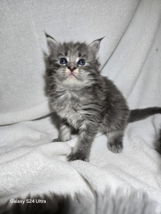 Maine coon Maine coon