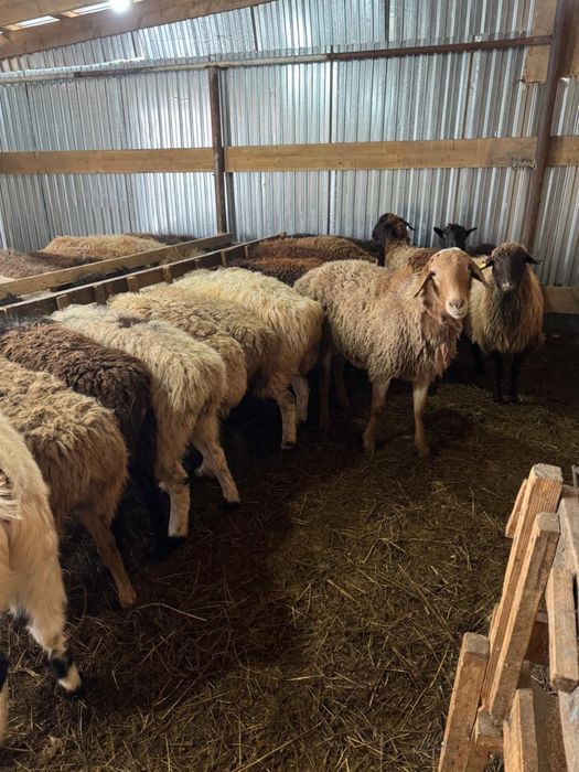 Продажа баранов в городе