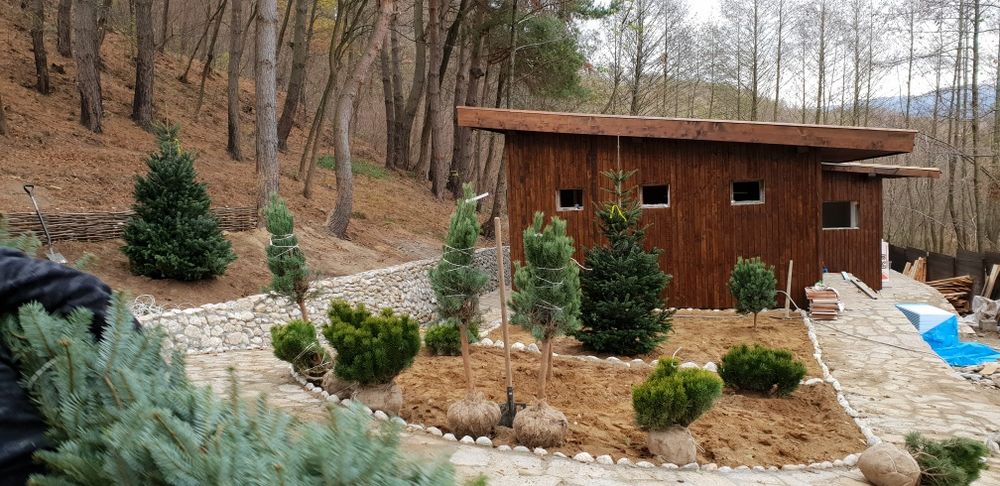 Vindem tuia smaragd de mai multe dimensiuni