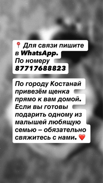 Отдадим прекрасных щенят