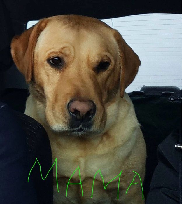 Отдам щенка лабрадора