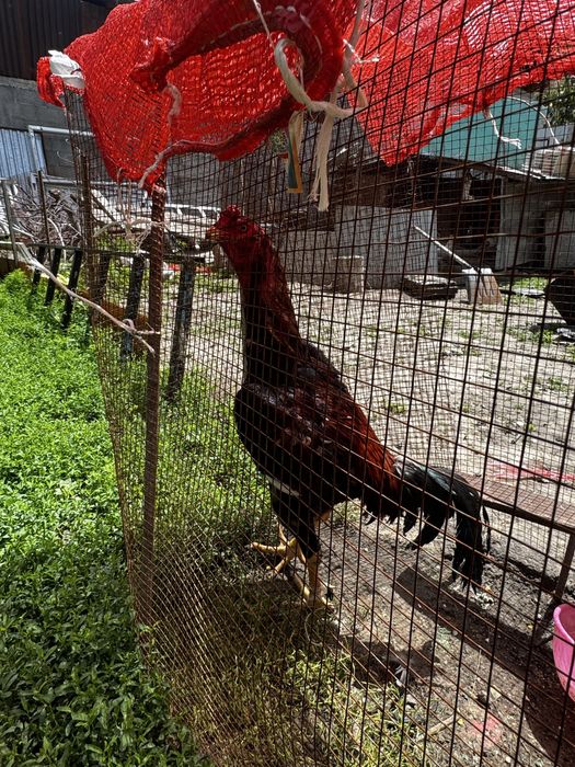 Продам 3 петуха