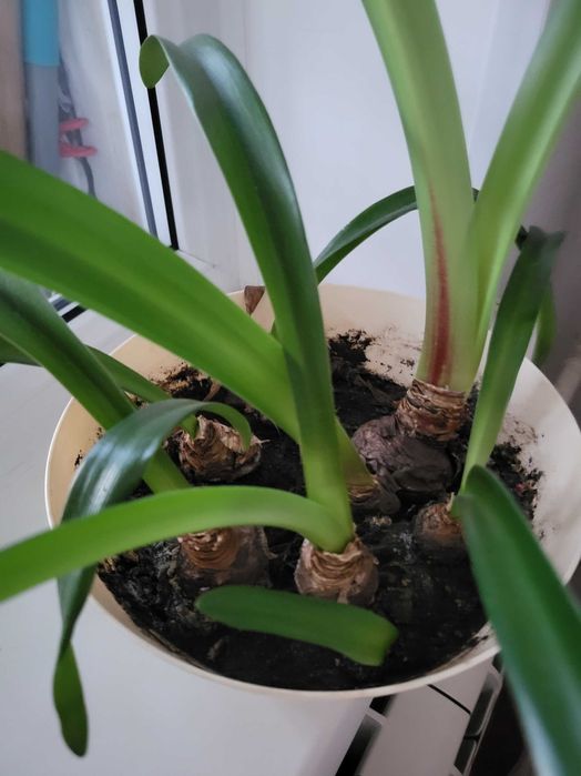 Продам комнатные цветы