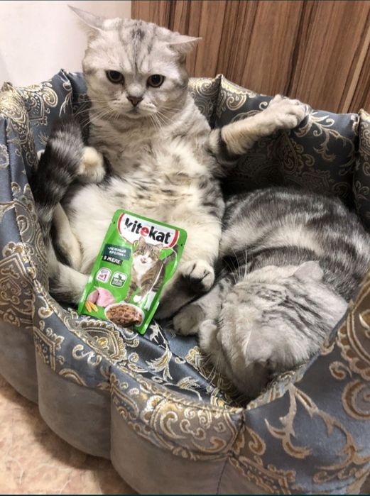 Кот на вязку срочно