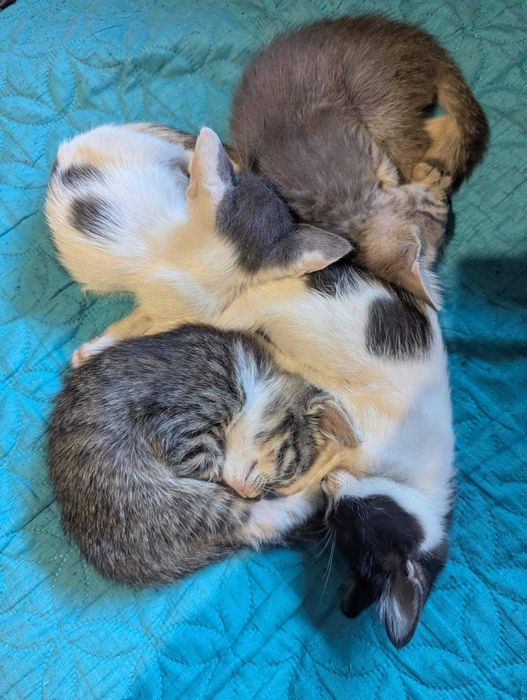 Подарява малки съкровища