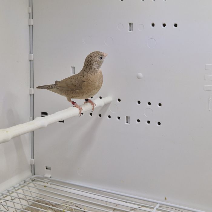 Pasari exotice fasciata masculi