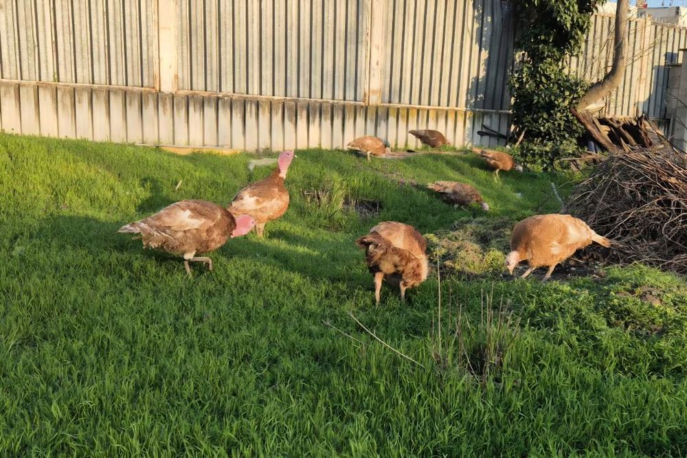 ЯЙЦА от пуйки, порода "Ред бърбън"