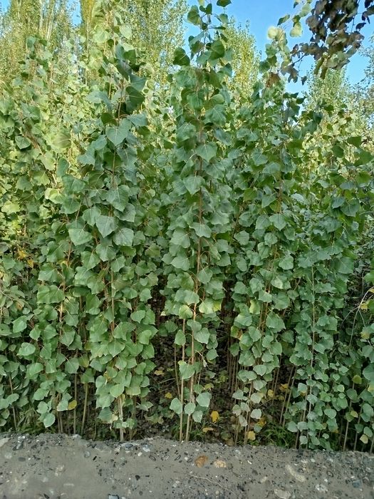 Oʻzbekiston terak koʻchatlar