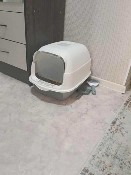 Кошка короткошорстная Британка