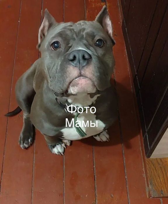 В продаже Американский булли