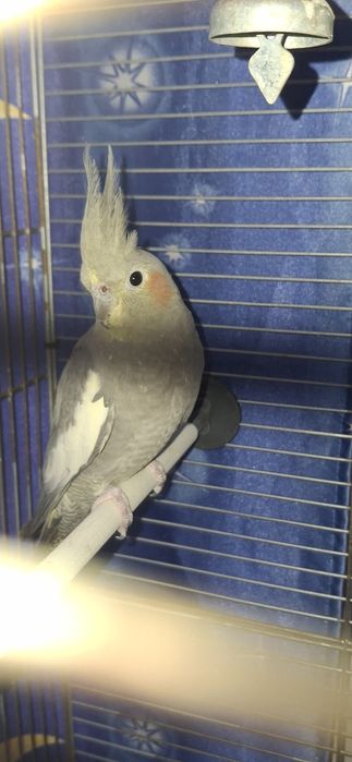 Попугай Корелла.