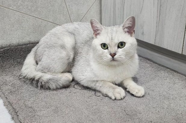 Serebristaya shinshilla VYAZKA sotilmidi