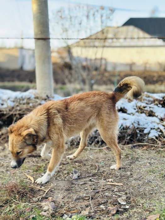 Бирочка ищет семью. Добрая собака